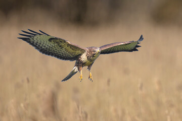 Common buzzard, Buteo Buteo, in flight,