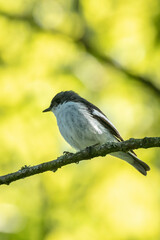 Closeup of a European pied flycatcher bird, Ficedula hypoleuca, perching on a branch, singing.