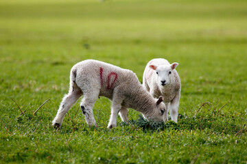 Two young lambs