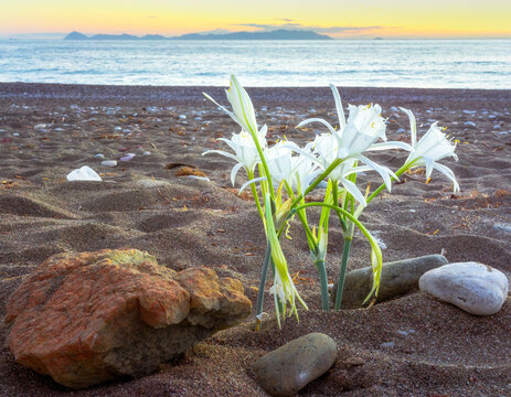 Sea Daffodil against the backdrop of island Rhodes, Pancratium maritimum. Carian Trail along the Aegean sea, Turkey.