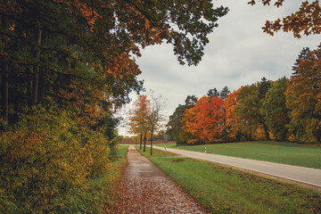 Obraz premium autumn photography of yellow trees and road in bavaria