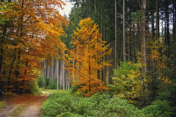 Fototapeta na wymiar autumn photography of yellow trees in the forest
