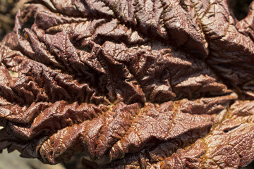 Background image of a leaf of a tree close up.