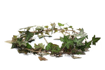 ceylon creeper foliage, hedera helix isolated white background, clipping path