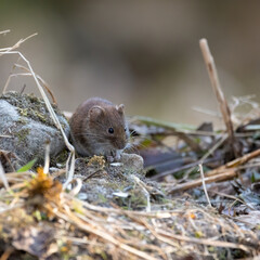 tier, nager, säugetier, maus, natur, wild lebende tiere, wild, fell, hübsch, braun