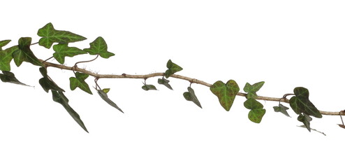 Devil's ivy leaves on twig, branch
ceylon creeper foliage, hedera helix isolated white background, clipping path