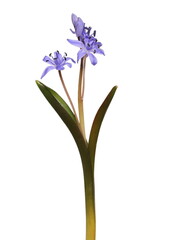 Two-leaf squill, Scilla bifolia, forest flowers isolated on white background, clipping path