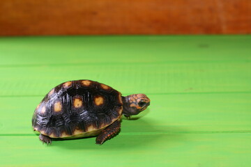 birth of sea turtles in summer 2021