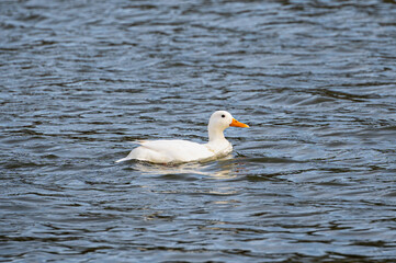 White mallard duck, started life as a yellow duckling.