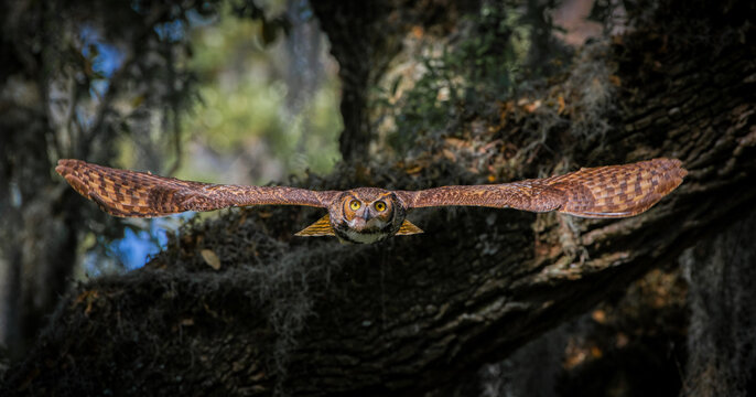 great horned owl adult (bubo virginianus) flying towards camera from oak tree, yellow eyes fixed on camera, wings spread apart, bokeh background