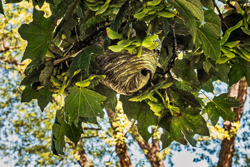 Bald Face Hornet(D. Maculata) enters a large paper wasp nest nest in a tree on a sunny summer day