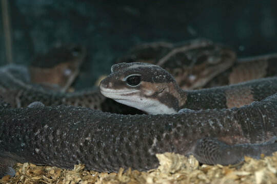 Closeup of the dark colored African fat-tailed gecko, Hemitheconyx caudicinctus