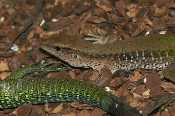 Closeup of the giant or green ameiva, South American ground lizard, Amazon racerunner or Ameiva ameiva
