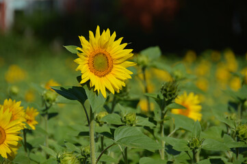 Sunflower field with focus on one blooming flower