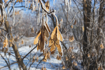 Seeds of maple covered with hoarfrost