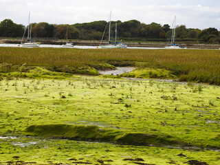Floodland, green bottom and vegetation, water and sailboats