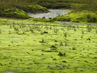 Floodland, green bottom and vegetation, water