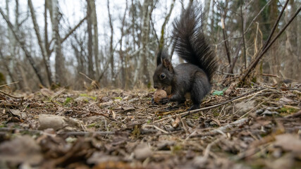 eichhörnchen, tier, wild lebende tiere, natur, säugetier, nager, rot, essen,