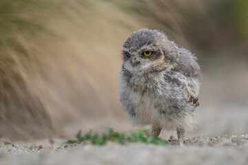 Cute and beautiful Juvenile Burrowing owl (Athene cunicularia) on the ground in front of their burrow and grass. 