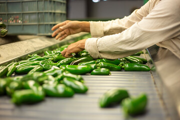 Manos trabajando con chiles jalapeños