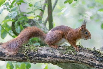 Naklejka na ściany i meble Curious Eurasian red squirrel (Sciurus vulgaris) in the forest of Noord Brabant in the Netherlands.