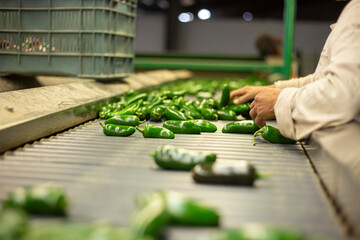Manos trabajando con chiles jalapeños