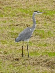 A gray heron stands on the grass