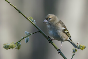 Common Chaffinch (Fringilla coelebs) on a spring branch in the forest of Huizen, Noord Holland in the Netherlands. 
