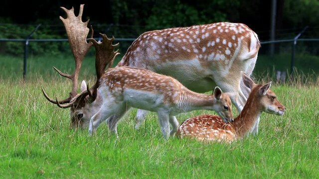 fallow deer grazing in a wildlife park, antler
