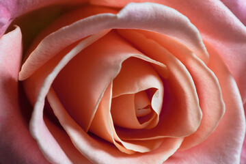 Pink rose close up. Macro photography.