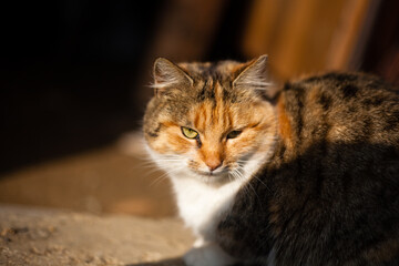 Domestic cat. Photo of a cat. 