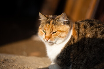 Domestic cat. Photo of a cat. 