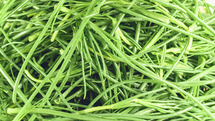 Fototapeta na wymiar opposite-leaved saltwort vegetable also known as friar beard,salsola soda or in Italian language Agretti,full frame image