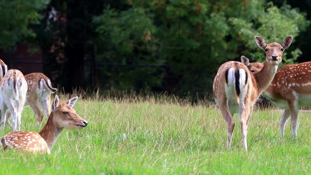 cute fallow deer in a wildlife park
