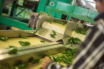 Banda transportadora con chiles jalapeños