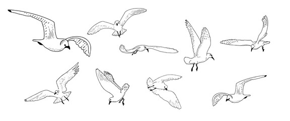 Sea birds, gulls in flight. A set of flying birds in different positions.