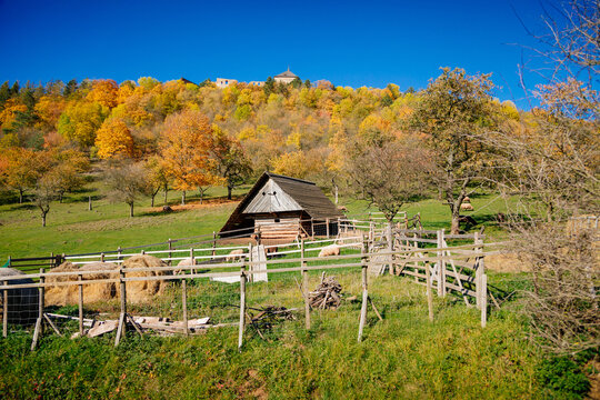 Small farm under castle Tocnik, autumn landscape, sunny day, goats and sheep graze on a green lawn among the trees, wooden house and fence, Tocnik, Central Bohemia, Czech Republic