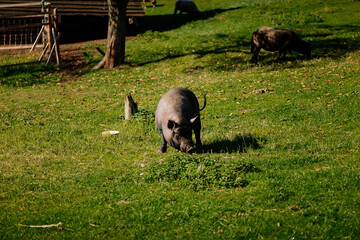 Small farm under castle Tocnik, autumn landscape, sunny day, big black haired pig graze on lawn among the trees, Vietnamese pot-bellied pork in field, countryside, fresh green grass, Czech Republic