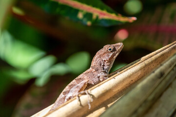 lizard on leaf