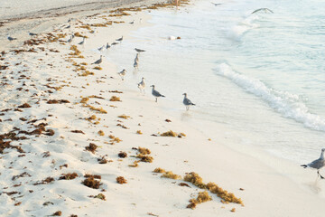 Gaviotas en arena con sargazo