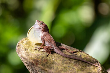  Hispaniolan stout anole 
