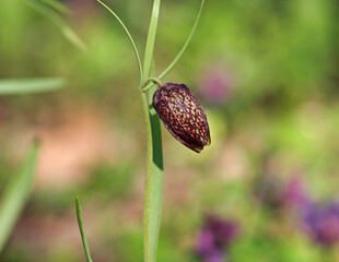 Wild flower of Alpine checkered lily, Fritillaria Montana or orientalis
