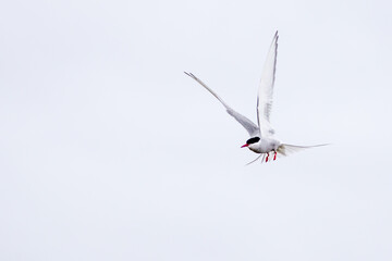 Arctic tern (Sterna paradisaea) in Iceland