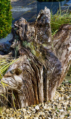 tree trunk roots used as a garden ornament , twisted, withered and full of character