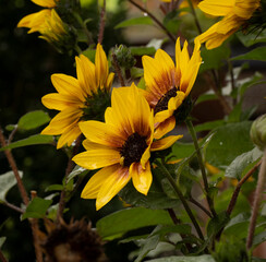 (Helianthus annuus) Touffe de fleurs de tournesol nain aux pétales bicoles jaune or, teintées de pourpre, coeur brun au sommet de tiges velues et garnies de feuilles cordiformes vert foncé