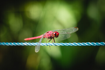 red dragonfly on a blue rope with green leaves at the background