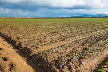 Agricultural field with young plants in a rows, sowing season in early spring. Beautiful cloudy sky on background