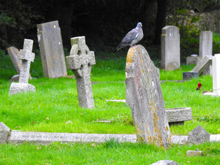 The pigeon stands on the tombstone in the cemetery