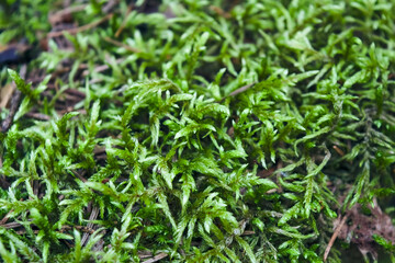 Forest moss natural background close-up. Close-up of freshness green moss