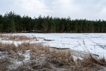 The shore with dry grass is covered with snow. Layers of cracked ice on a body of water. Early spring in a coniferous forest. Nature background